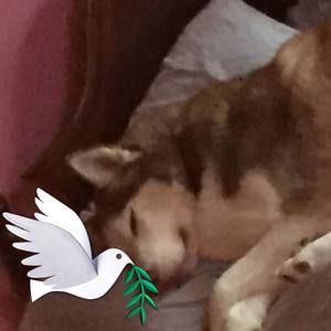 Meet your Posher, Joan